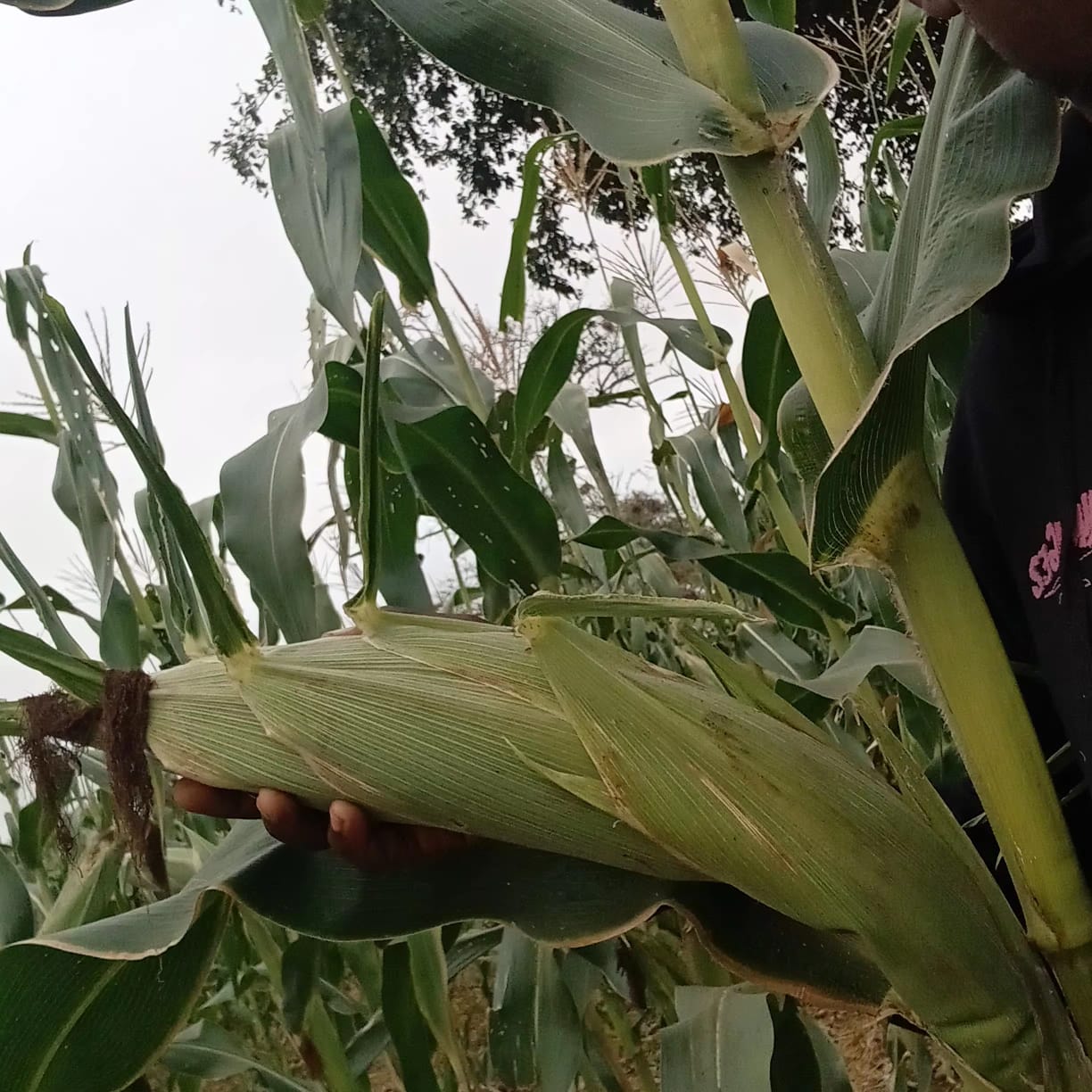 ECOLEAD field activities