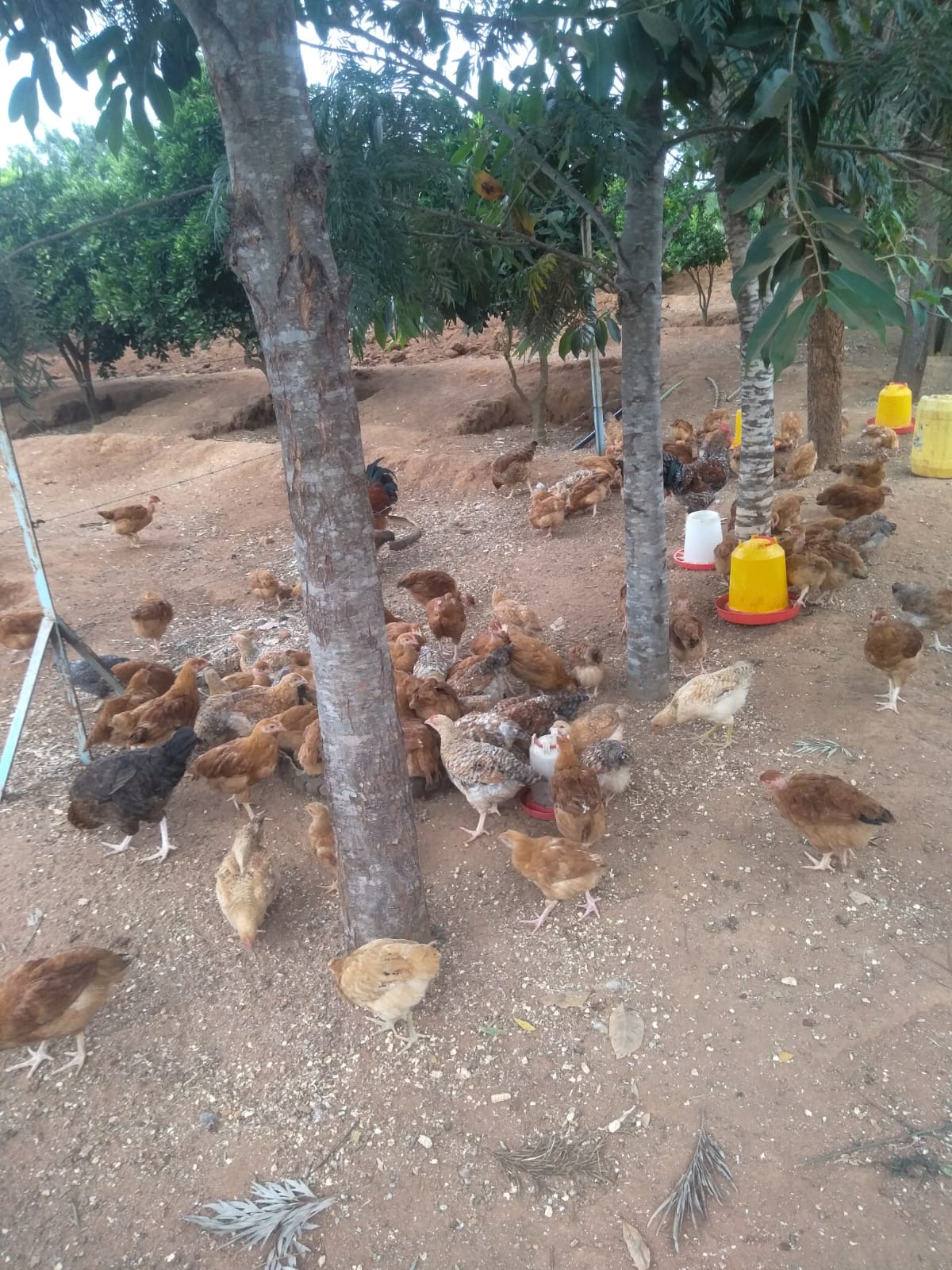 ECOLEAD community engagement